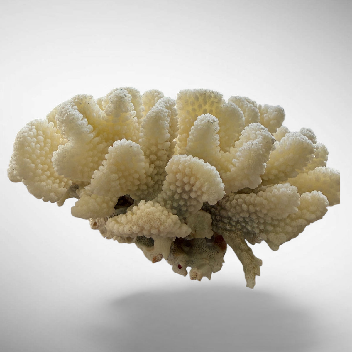 Natural White Cauliflower Coral Skeleton