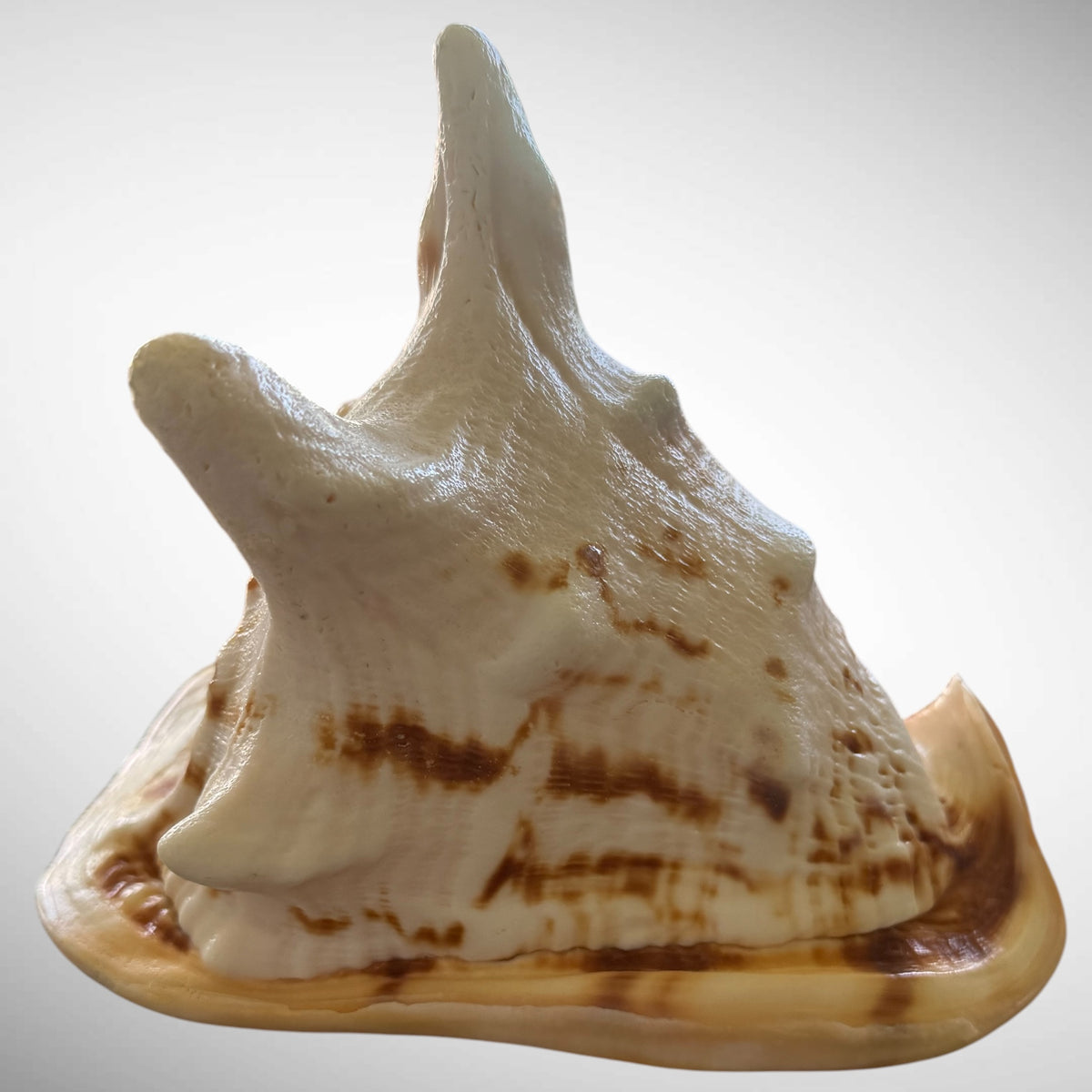 Large Natural Cassis Cornuta Horned Helmet Shell