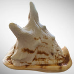 Large Natural Cassis Cornuta Horned Helmet Shell