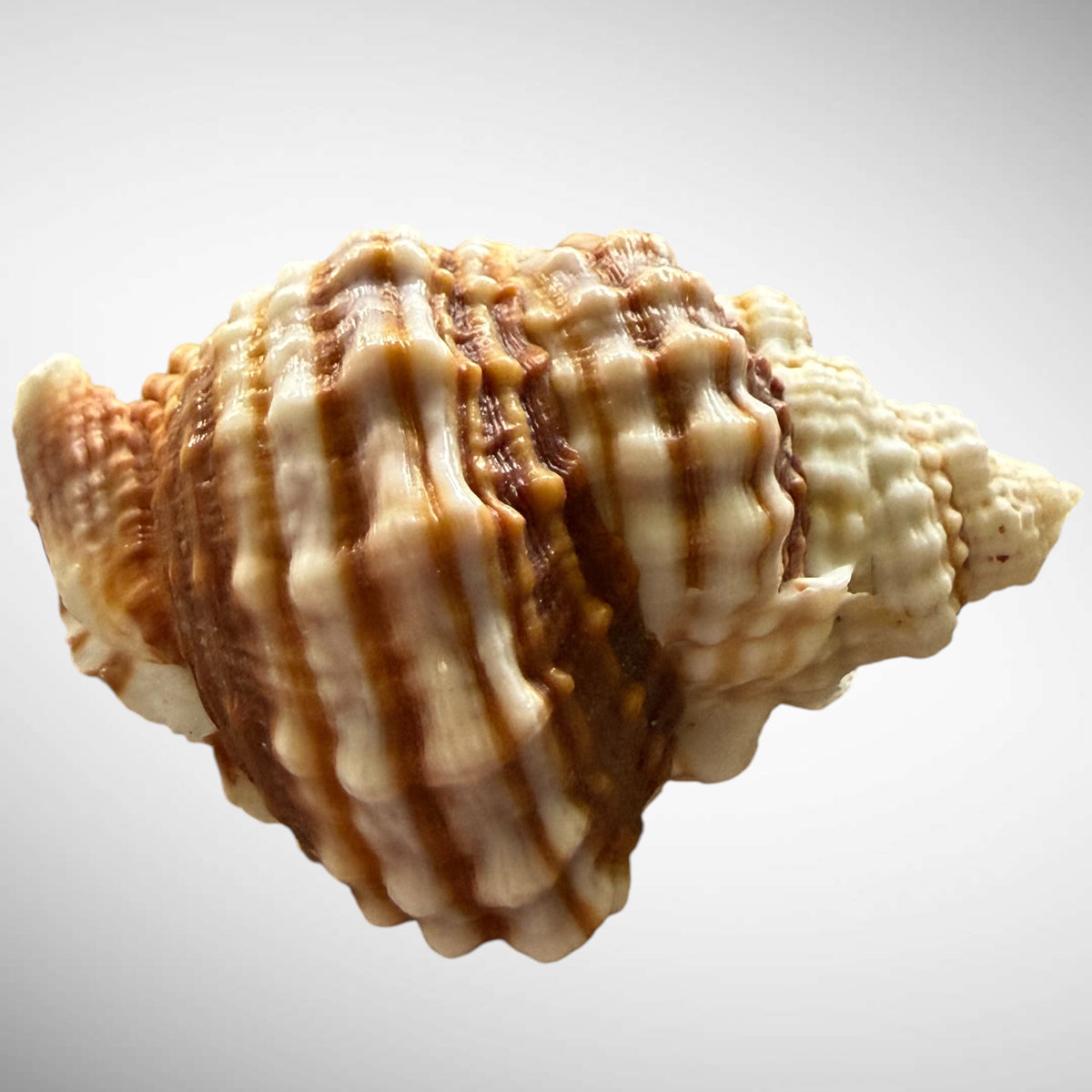 Common Distorsio  (Old Lady Conch)