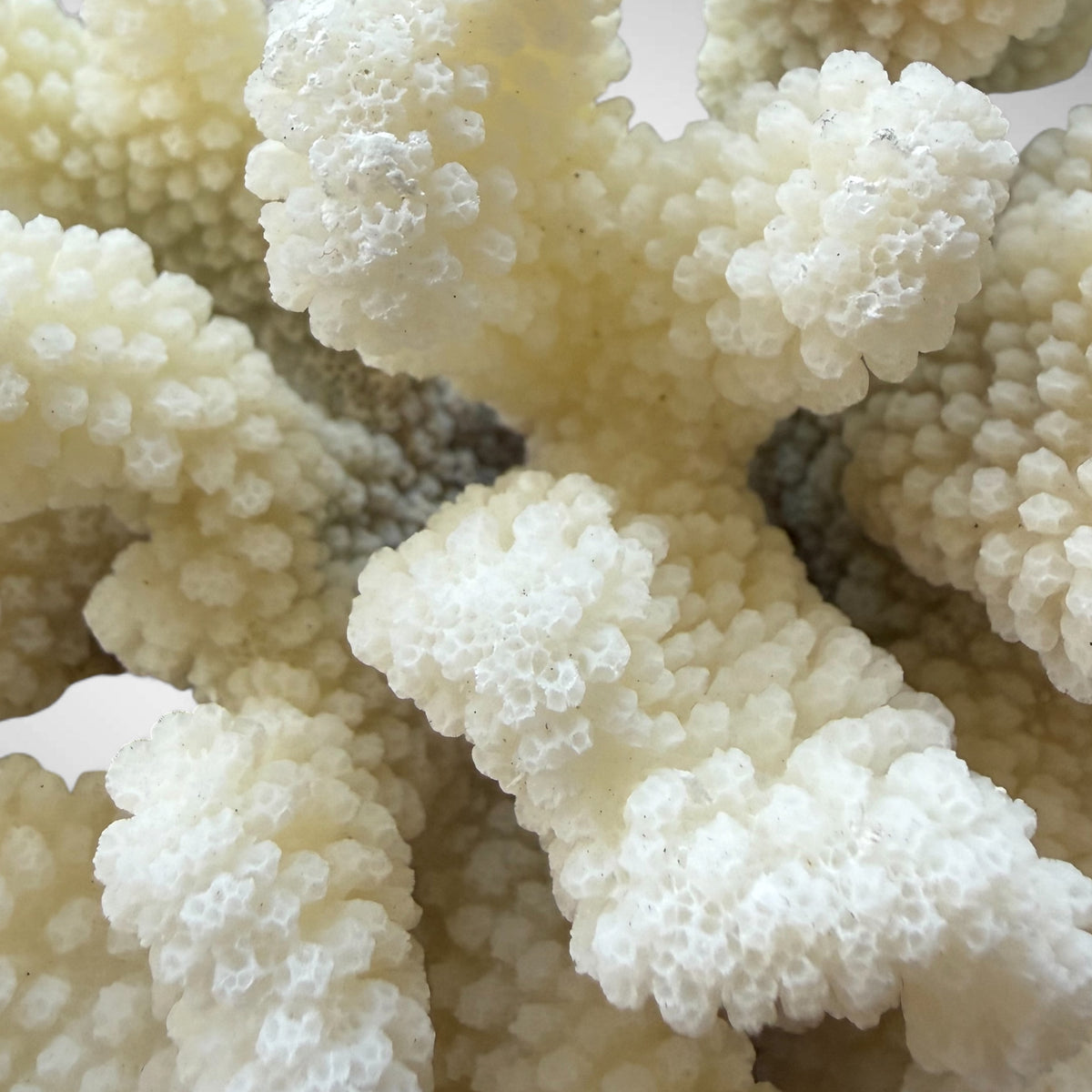 Natural White Cauliflower Coral Skeleton