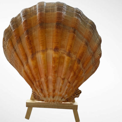 Lion's Paw Shells (Easel Included)