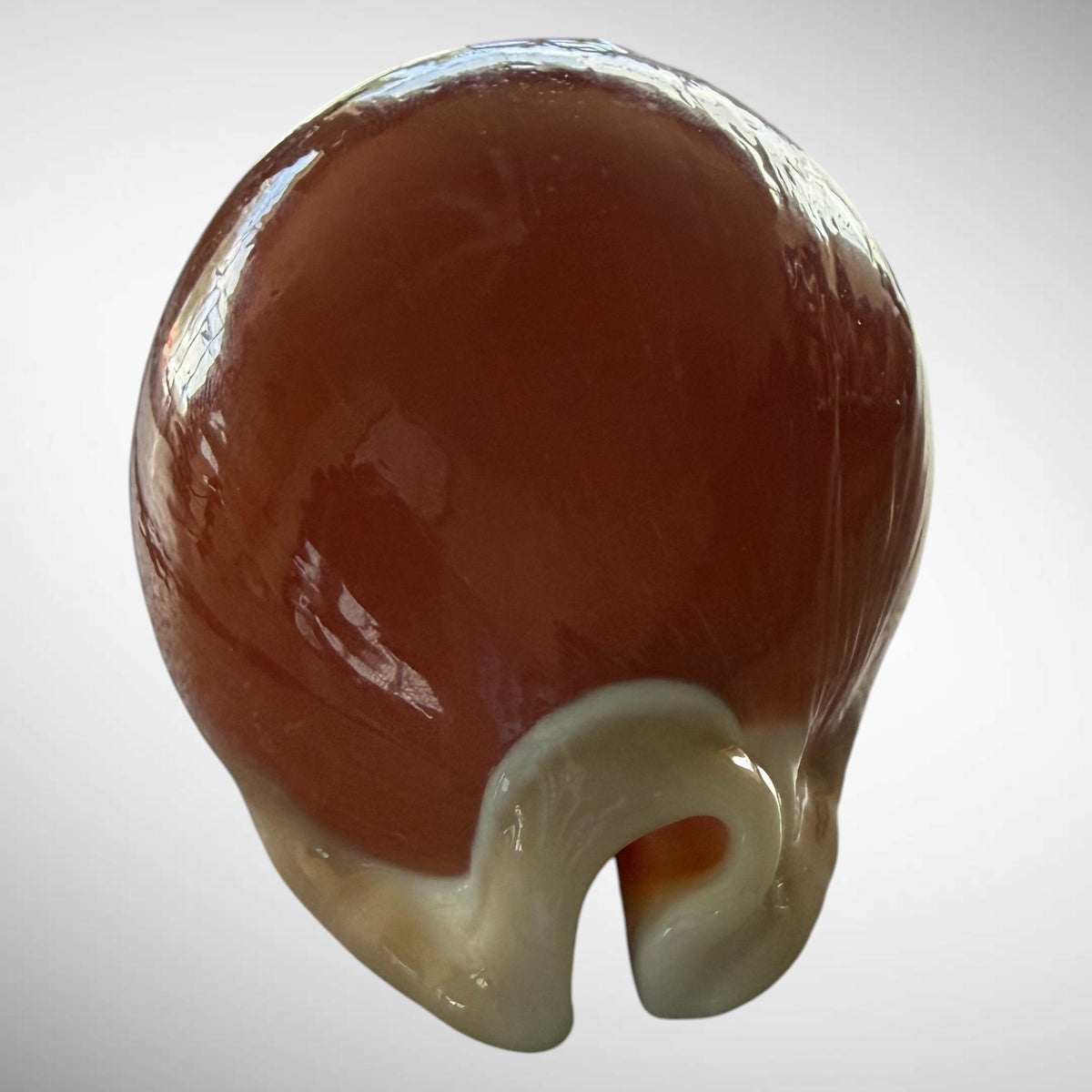Golden Cowrie Seashell