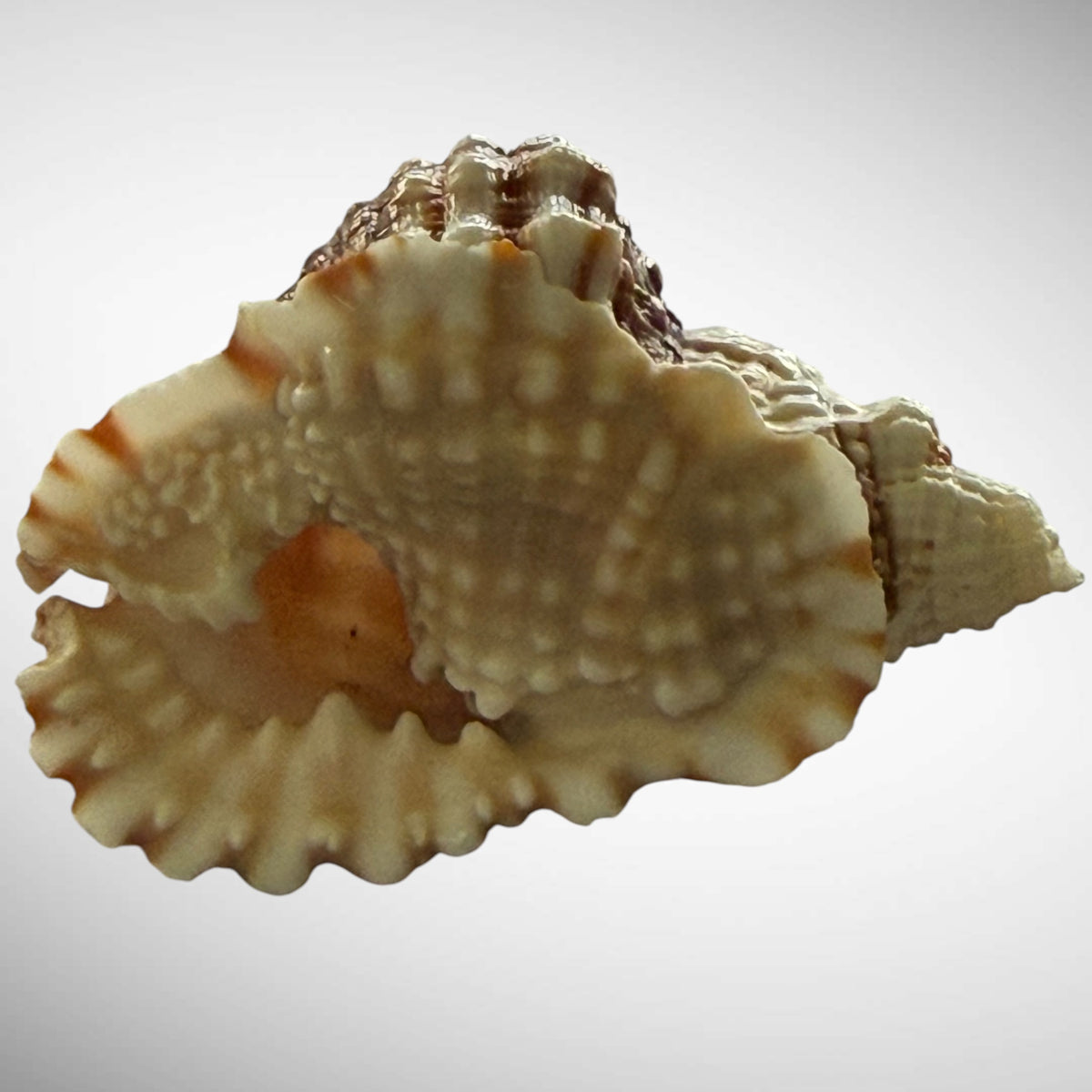 Common Distorsio  (Old Lady Conch)