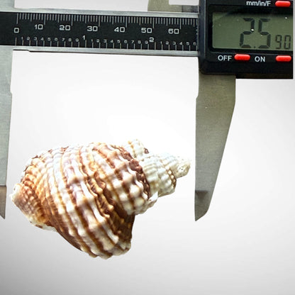 Common Distorsio  (Old Lady Conch)