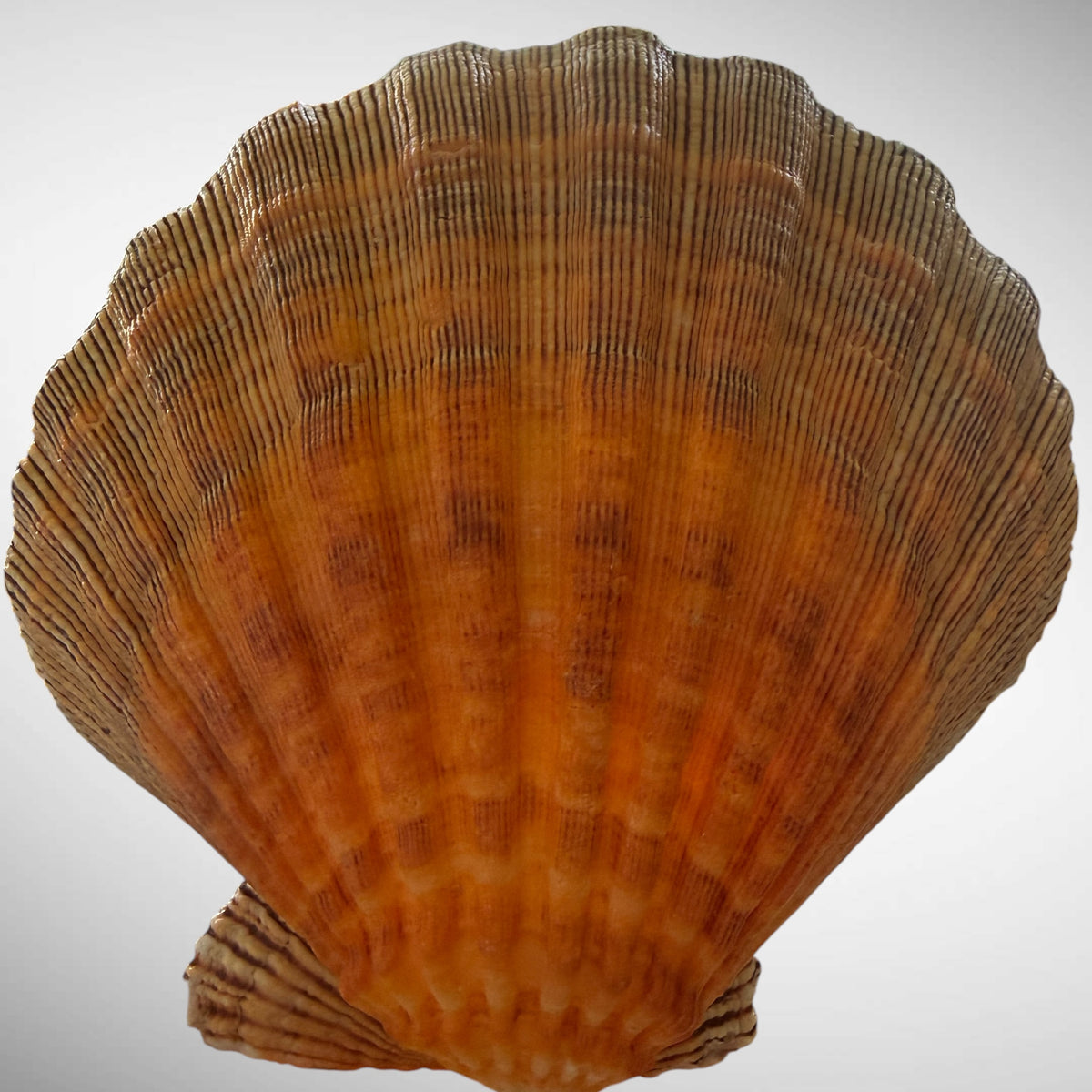 Lion's Paw Shells (Easel Included)