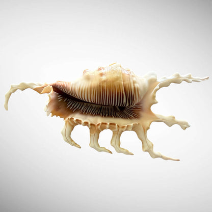 Natural Chiragara Spider Conch Shell – Choose Size (4.4" or 5.5")