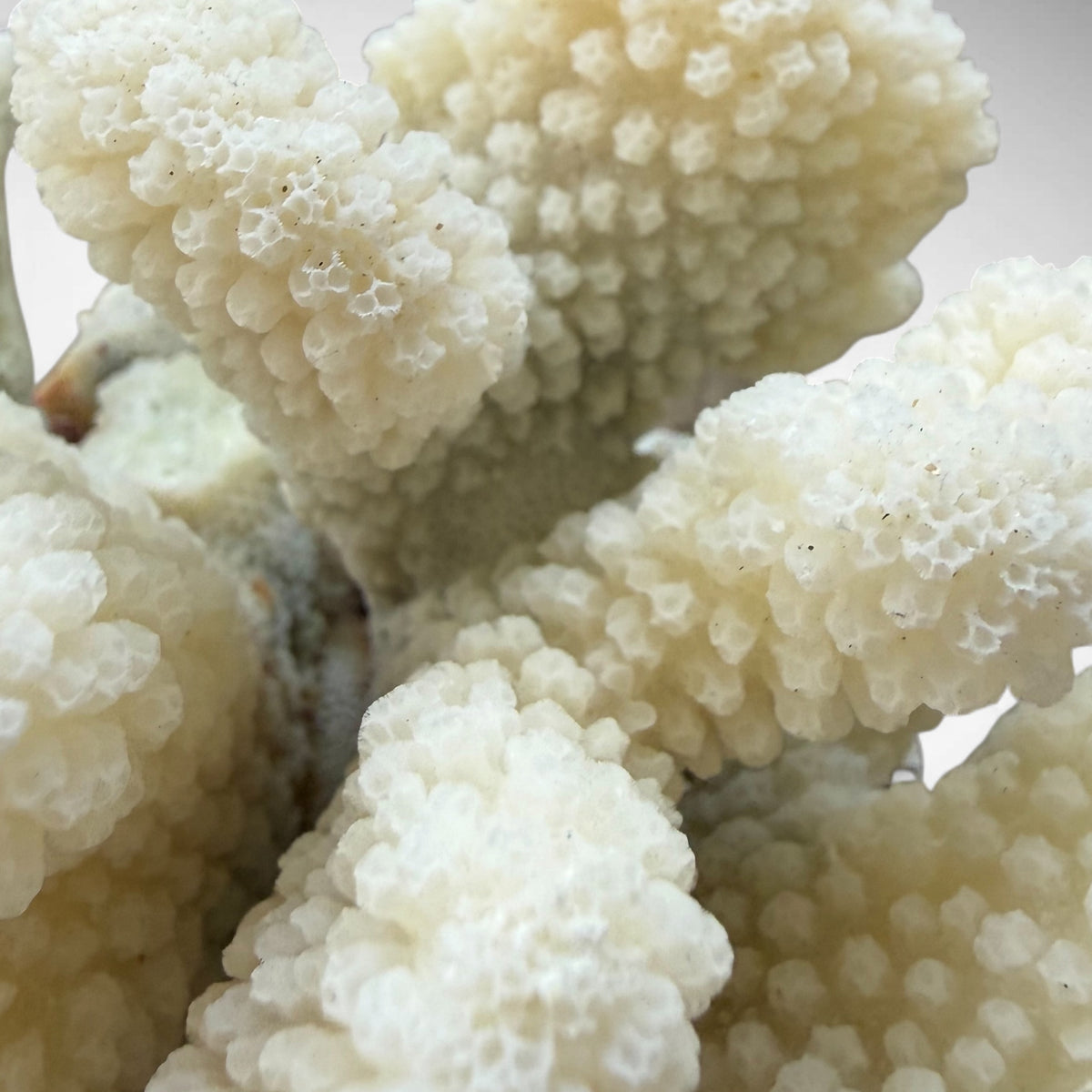 Natural White Cauliflower Coral Skeleton