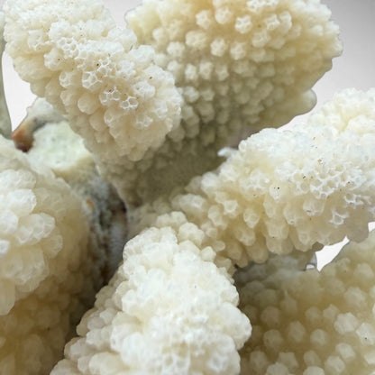 Natural White Cauliflower Coral Skeleton