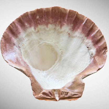 Lion's Paw Shells (Easel Included)
