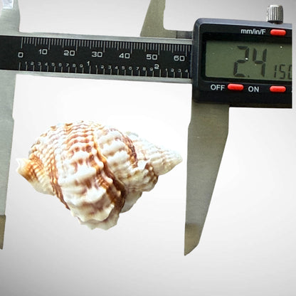 Common Distorsio  (Old Lady Conch)