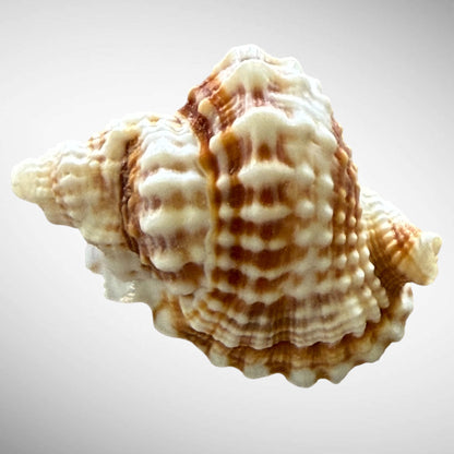 Common Distorsio  (Old Lady Conch)
