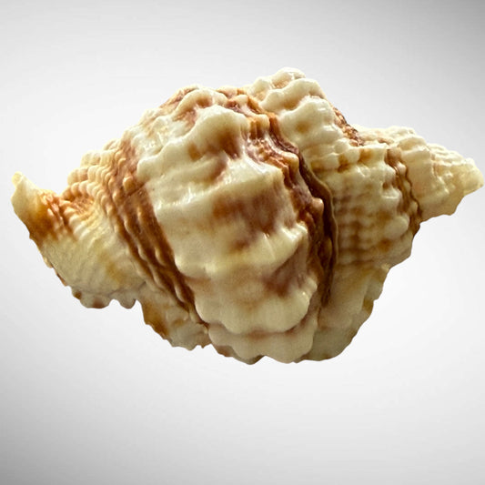 Common Distorsio  (Old Lady Conch)