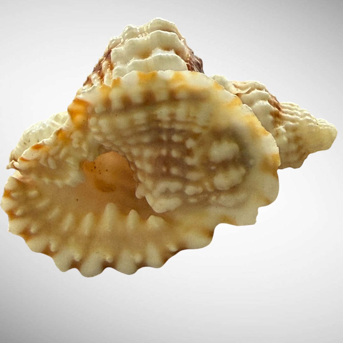 Common Distorsio  (Old Lady Conch)