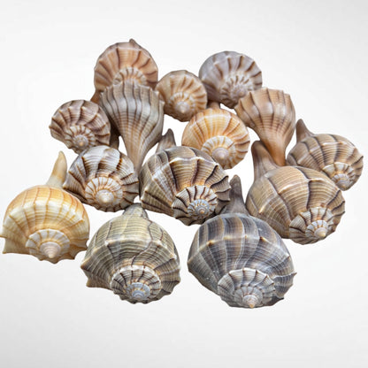 Florida Lighting Whelk