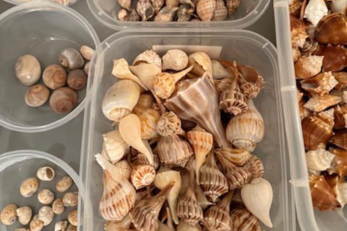 A collection of assorted seashells in a plastic container.