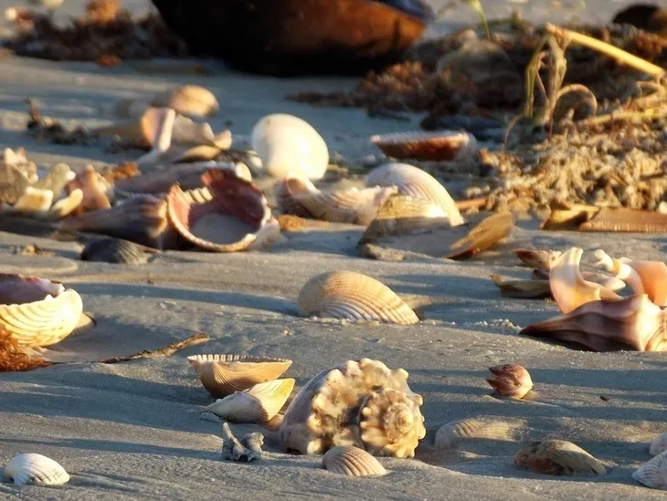 Beach shells in morning light