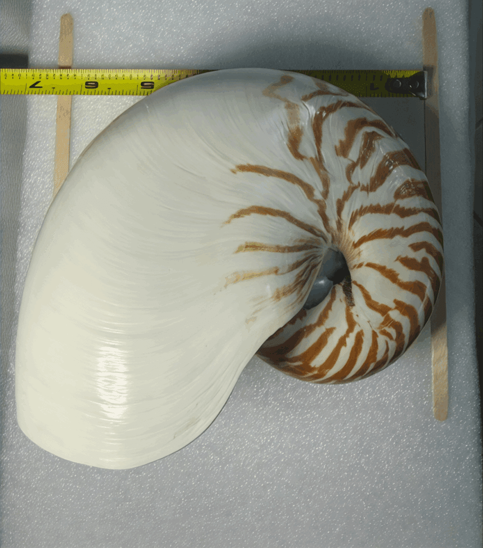 A large nautilus shell with a ruler for scale.