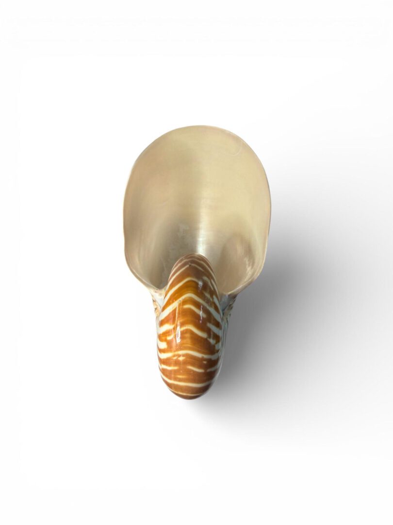 Top view of a duck decoy with a patterned tail.