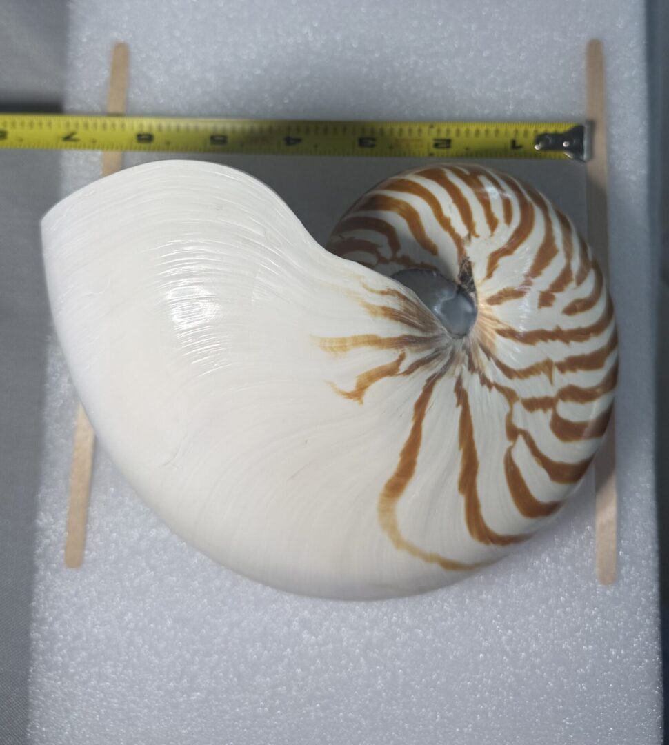 A polished nautilus shell with brown stripes and a measuring tape.